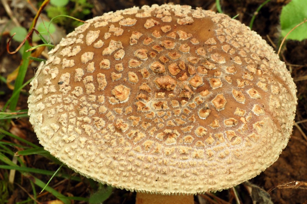 Amanita rubescens?